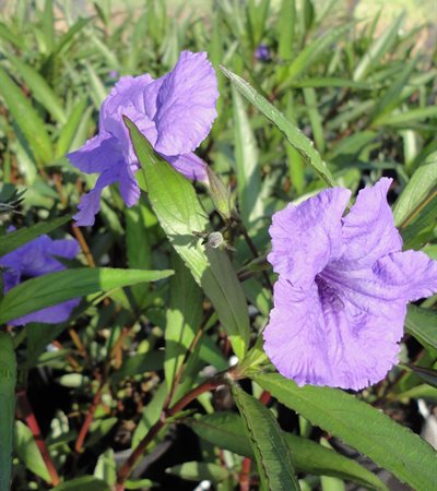 Mexican Petunia Purple Showers